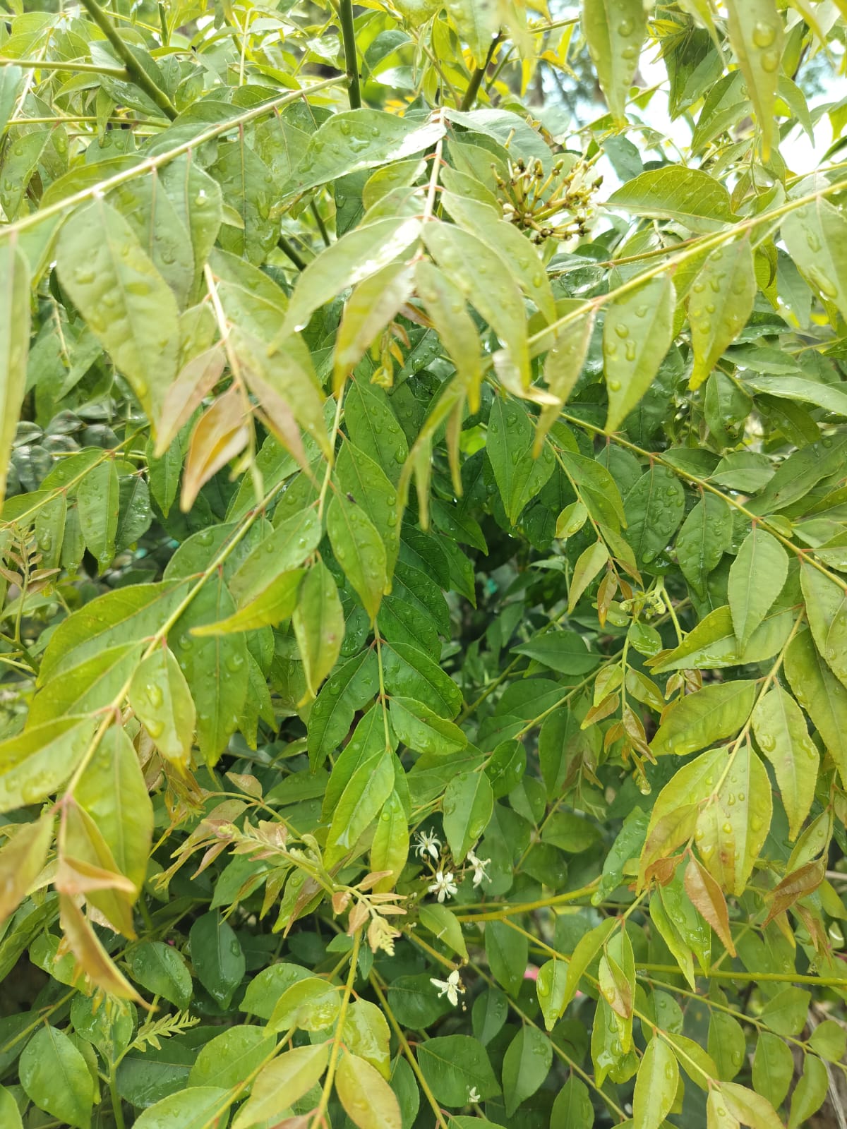 Murraya koenigii